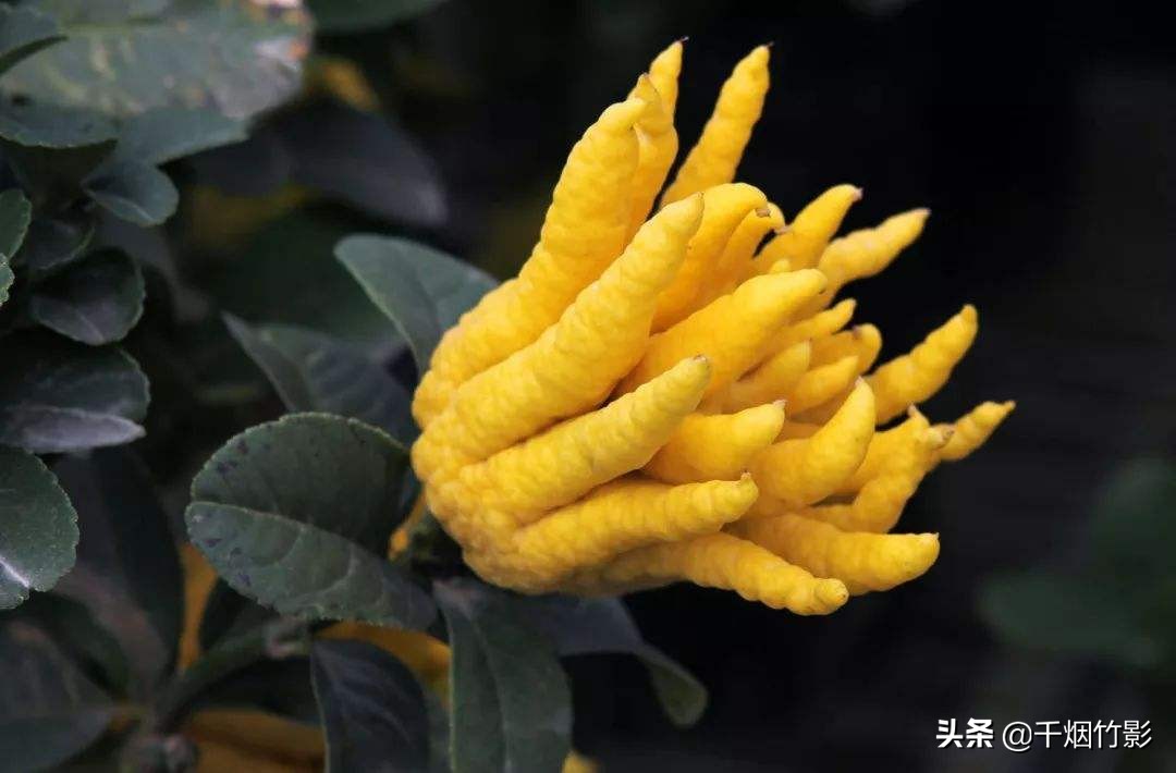 乐山适合种植什么中药材,乐山中药材淫羊藿
