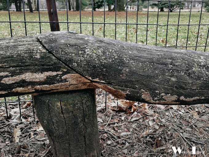 现实版未来之城纽约中央公园,纽约中央公园和北京奥体森林公园