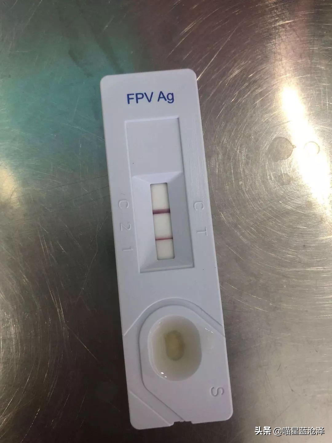 幼猫得了猫瘟还有救吗,幼猫猫瘟如果不治应该怎么处理