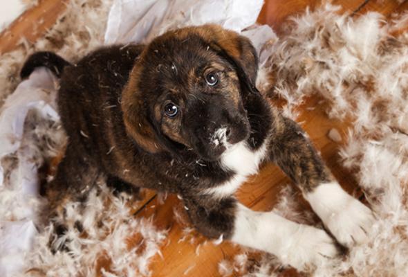 狗狗有什么释放压力的办法,狗狗独自在家压力大