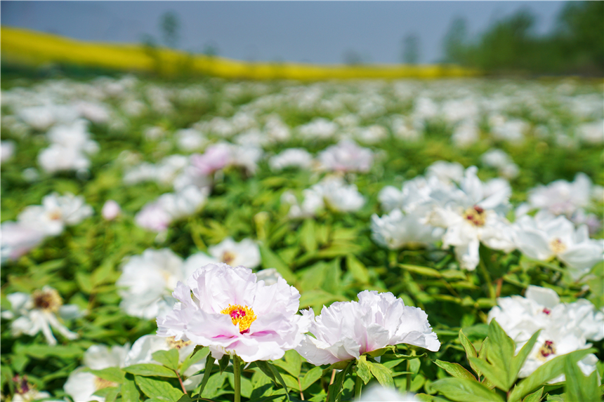 我和宿州有个约会，一场花事，一次慢旅行，探寻最烟火的宿州味道