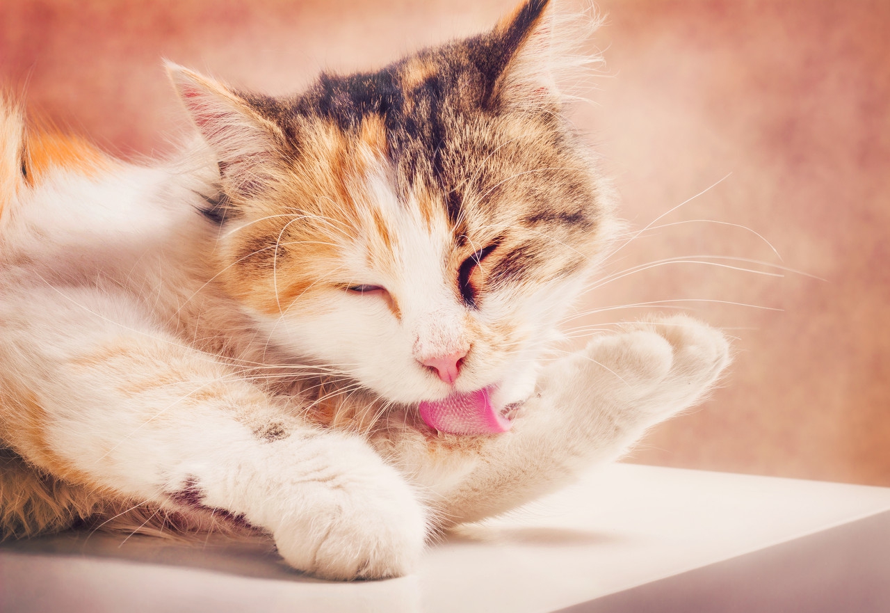 如何让猫不乱叫,如何让猫快速不叫