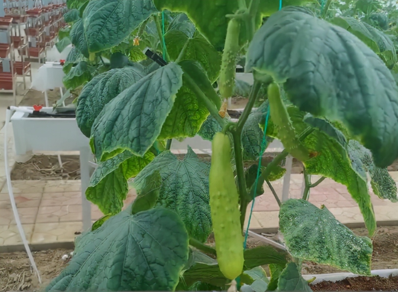 小苏打加什么能防治蔬菜病虫害,用小苏打种蔬菜防病又增产