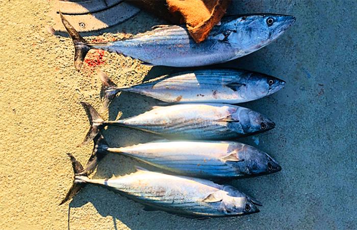 瀹冭绉颁负瓒呯骇椋熺墿,瀹冭瑾変负澶╀笅缇庨