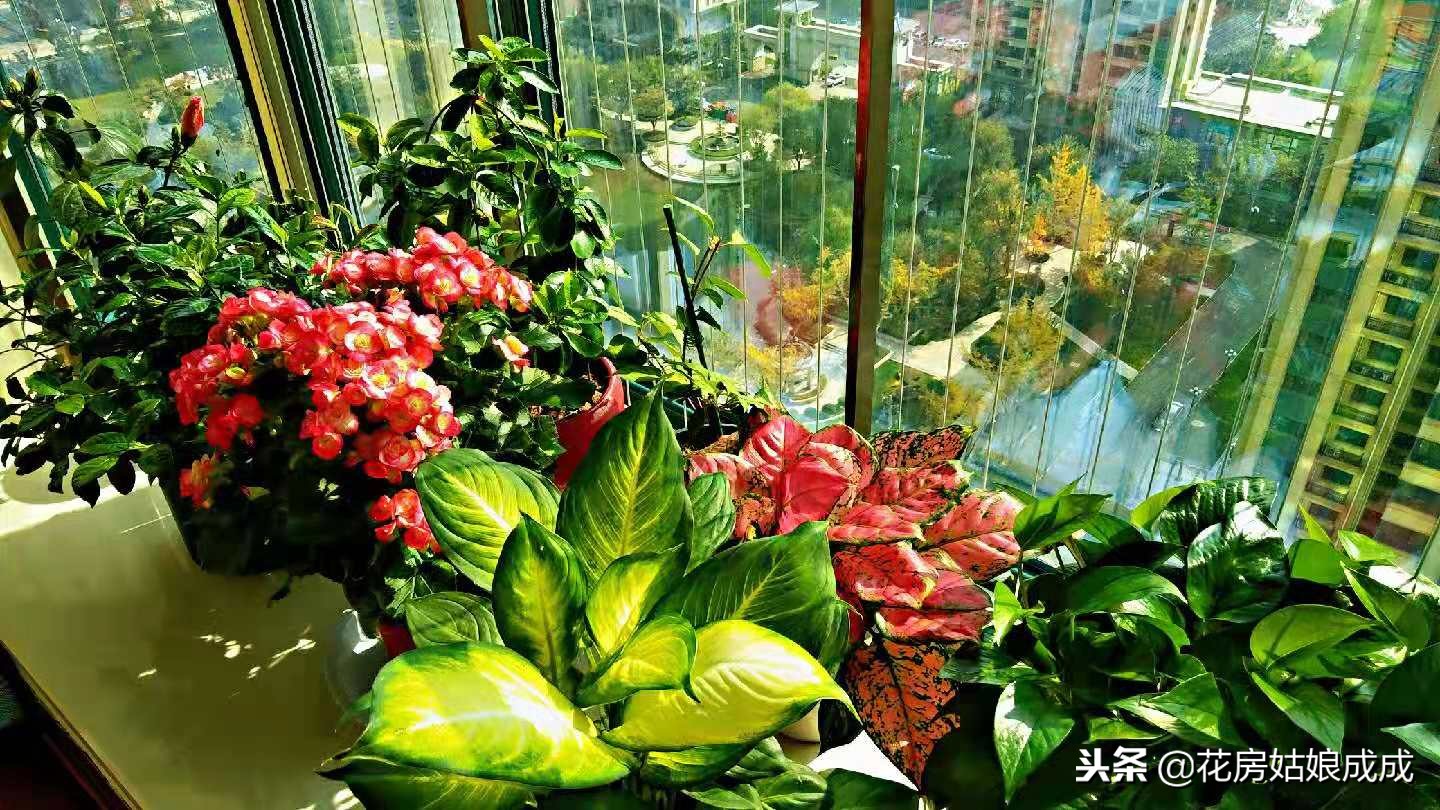 花盆里面有虫子怎么处理,君子兰花盆里有小白虫子怎么去除