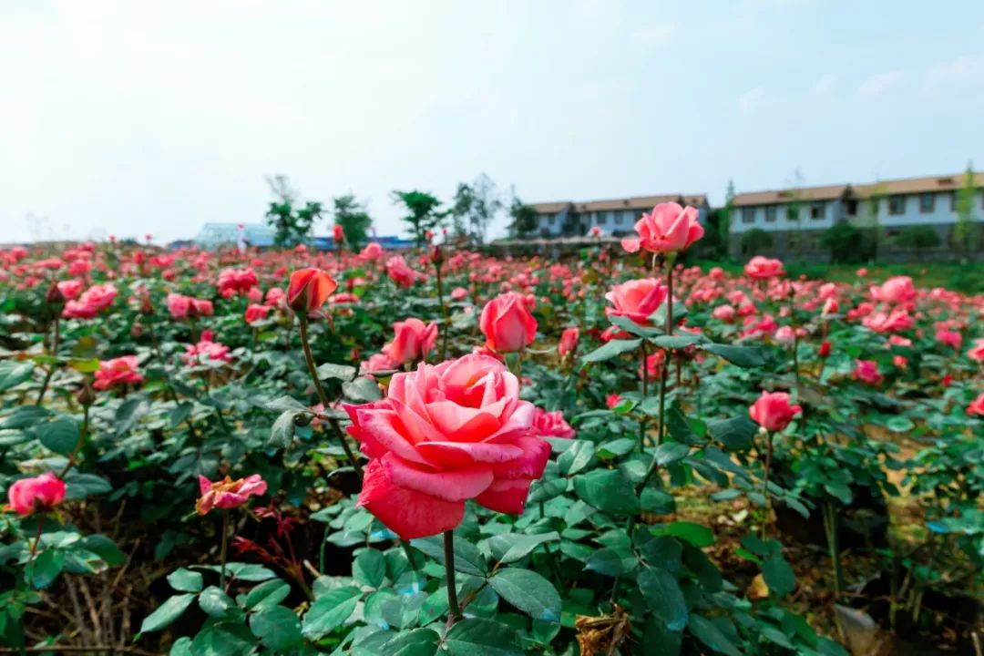 双流最好耍的湿地公园,成都双流打卡公园