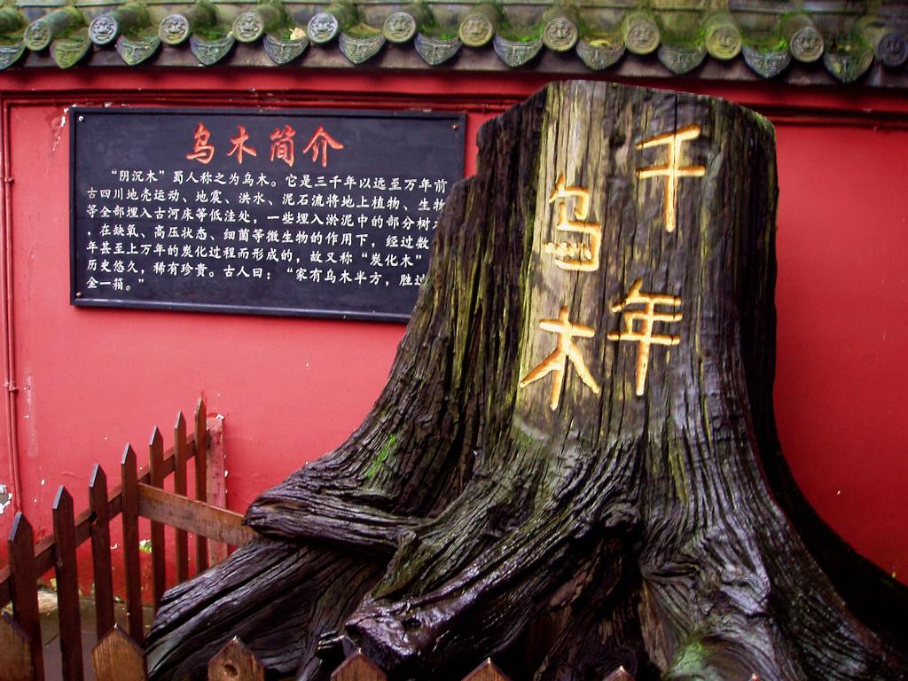 地下挖出千年阴沉木,中国出土最大的阴沉木