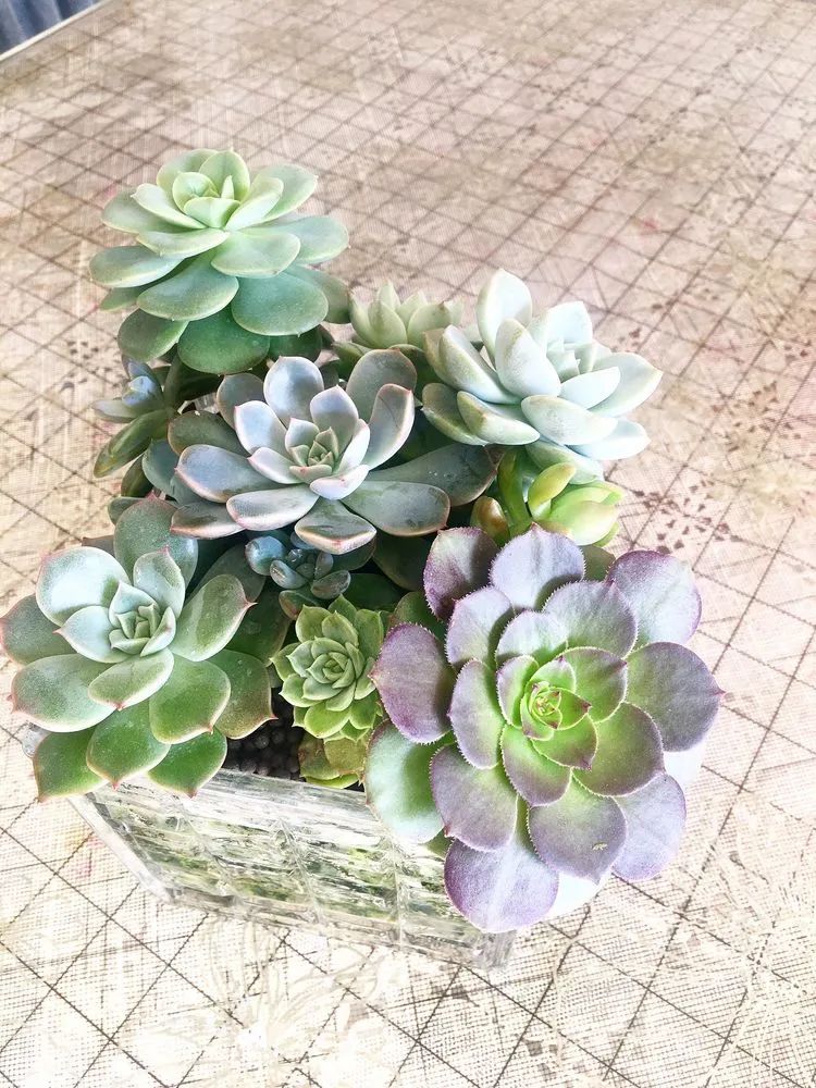 多肉新年寄语,养多肉七八年用心沉淀静待花开