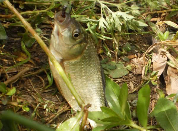 夏季钓野河怎样选钓位,初夏钓野鲫怎么选钓点