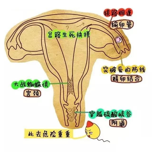 精子和卵子的相遇,精子与卵子的相遇过程