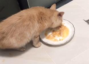 救助流浪猫加菲猫,被遗弃刚出生不长的加菲猫