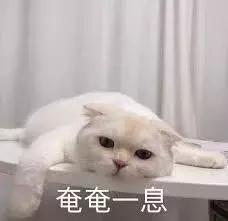 我竟然撸了9年的假猫？