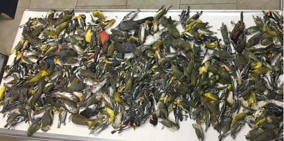 野生的鸟儿该怎么处理,鸟类如何躲避风雨