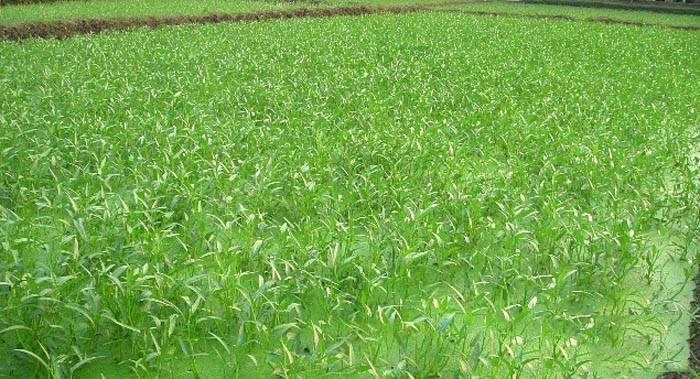 黎川水蕹菜种植技术与详解,黎川藤蕹菜形态特征与种植技术