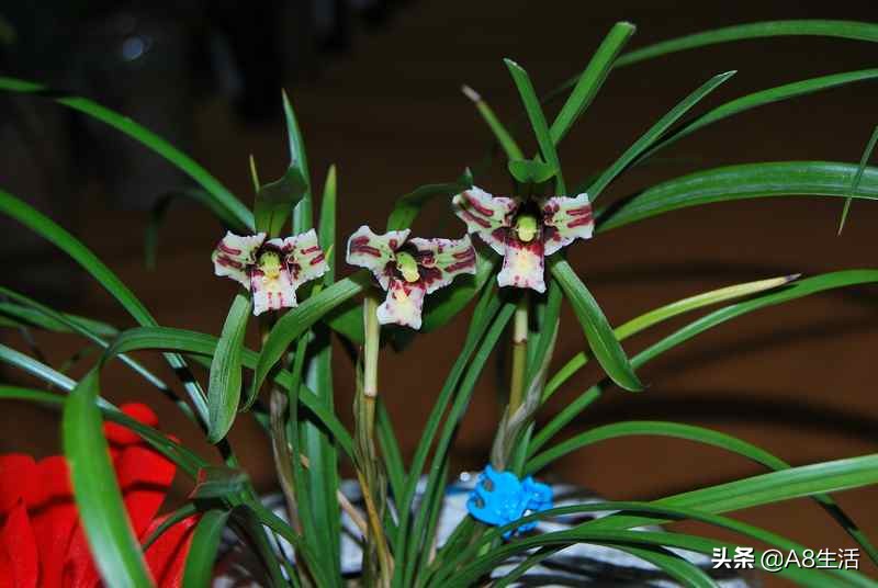 中国兰花名品录,春兰兰花名品大全