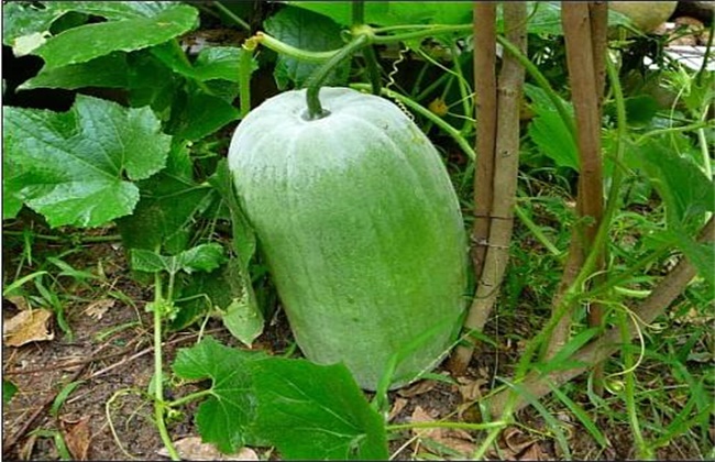 高温引起瓠瓜停止生长怎么办,冬瓜裂瓜怎么回事