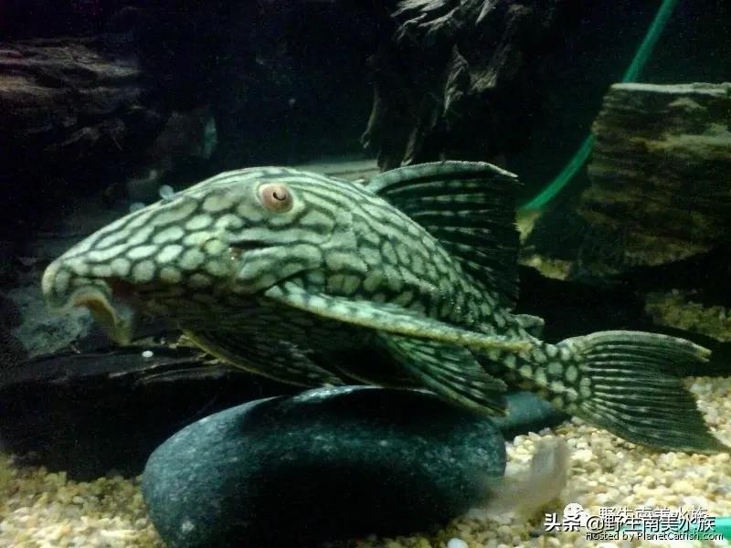 钻石皇冠豹鱼,每天认识一条鱼