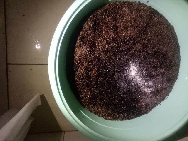 枕头内的荞麦皮放土里能养花吗,晒枕头晒出好多虫子