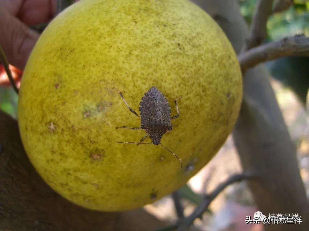 元月份柑桔管理技术,3月份柑桔管理技术