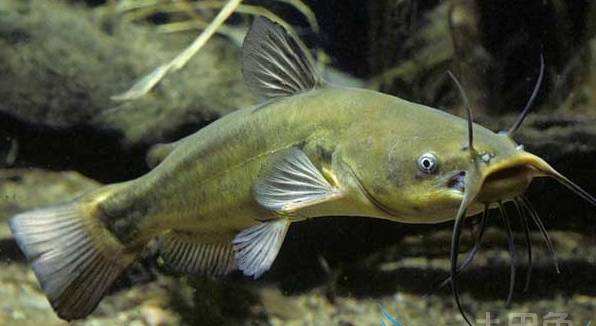 动物舌头的“功能”针对动物来说舌头而是一件“厉害的*器武**”