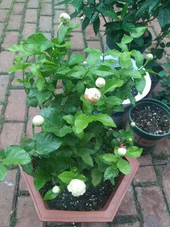 茉莉花最爱喝的水,茉莉花开过花以后需要施什么肥料