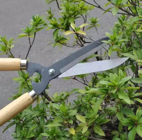 绿化行业的苗木术语大全,绿化苗木的专用术语