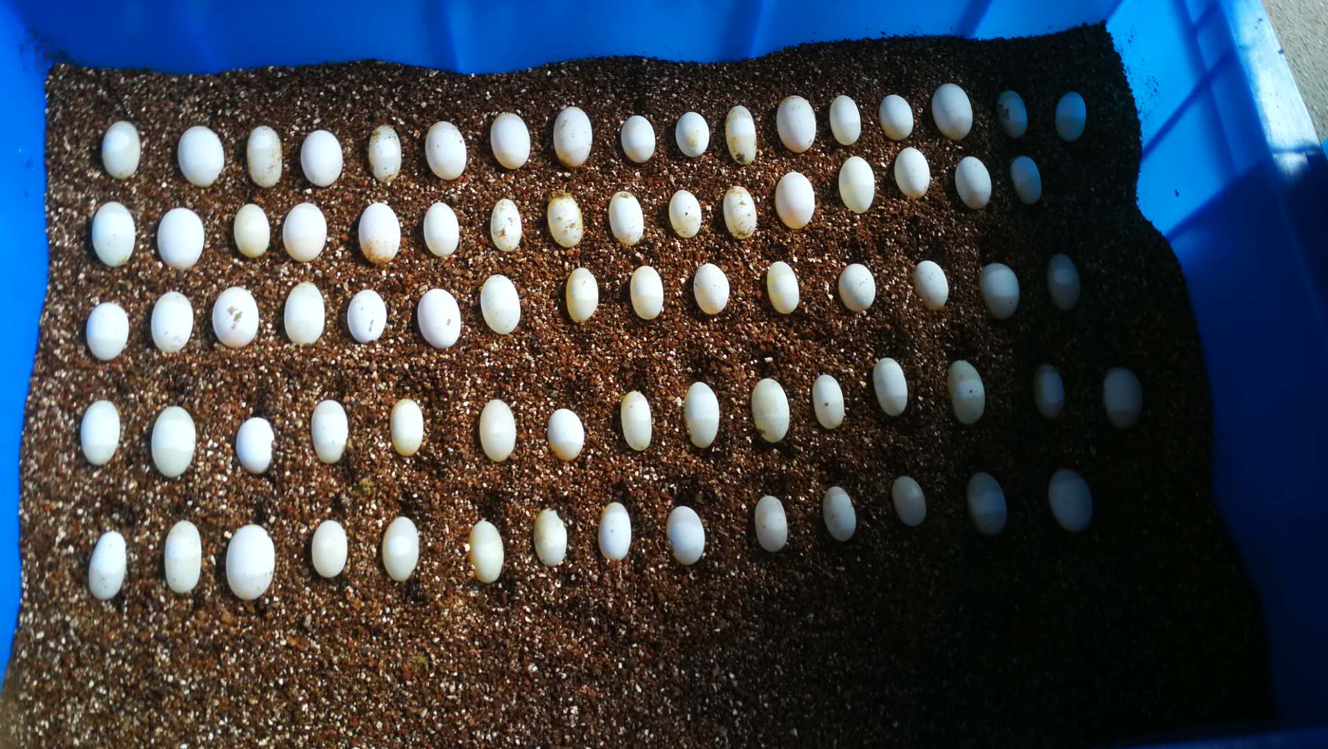 乌龟蛋破壳而出的时候,乌龟蛋在沙里没有挖出来