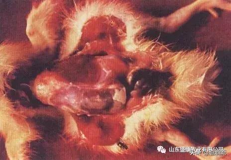 鸭子倒地不起了怎么办,鸭子瘫软无力不能走路怎么办