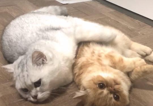救助流浪猫加菲猫,被遗弃刚出生不长的加菲猫