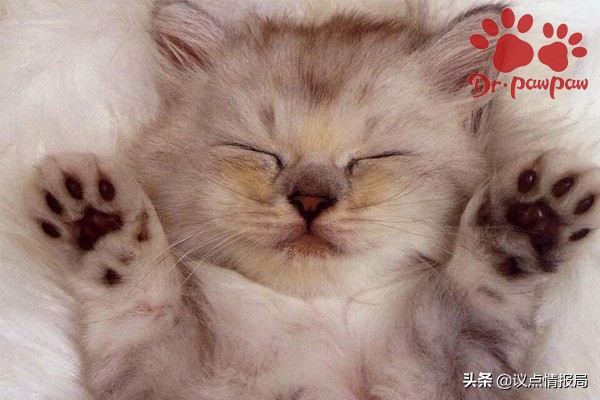 普安特：满足6点就是猫咪肝炎哪些情况会导致猫咪患上肝炎？