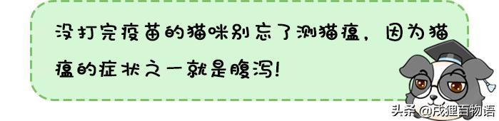 猫咪屁屁老是有稀便便是怎么回事,如何从猫咪便便判断是否生病
