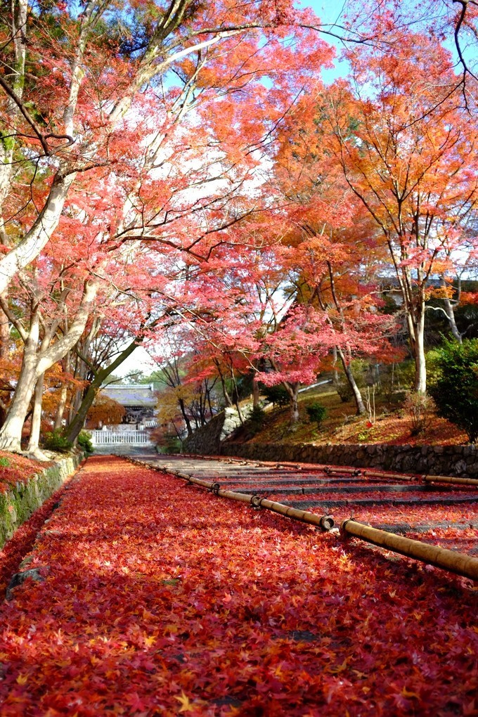 京都赏枫2022,京都赏枫必去景点有哪些好玩的