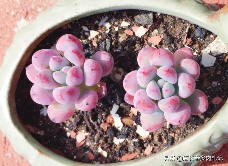 都说多肉漫画汤姆很娇气，我偏偏就不信，夏天也要丢在外面全露养