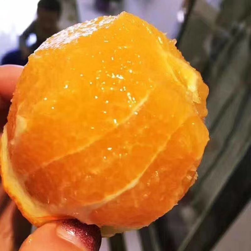 橙子有公母之分怎样挑选,橙子分类视频