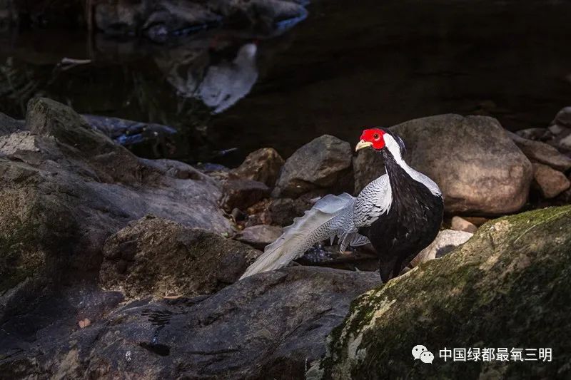 中国绿都三明旅游攻略,中国绿都乐购三明直播节明溪