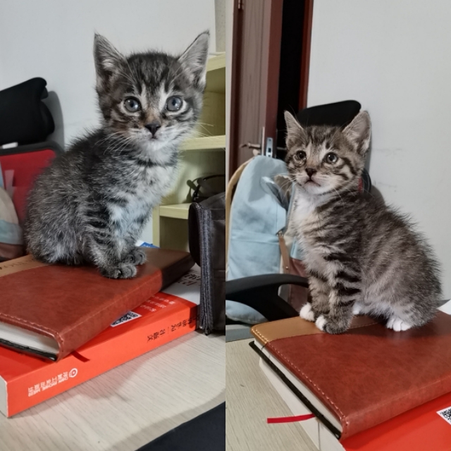 母猫发情一些悲惨经验