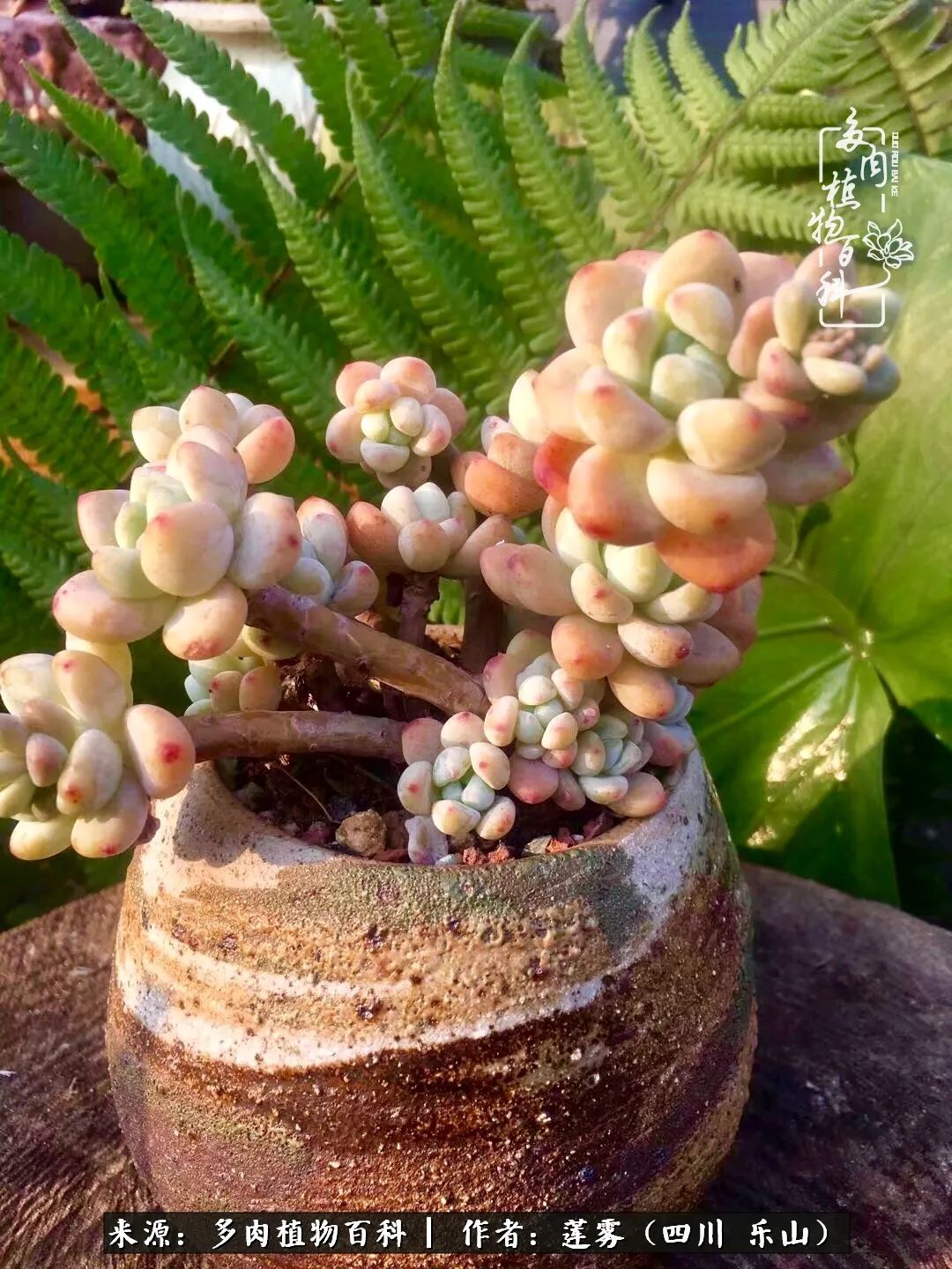 治愈系多肉精灵,初冬携一抹暖阳与多肉相伴