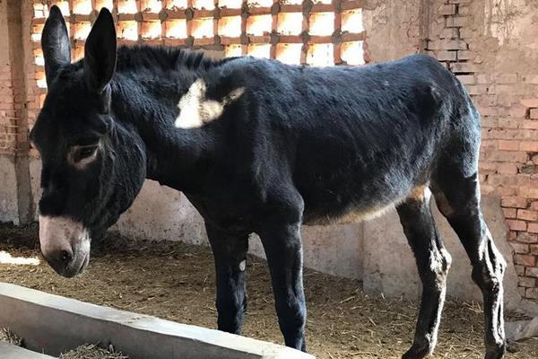 超大体型驴,什么品种的驴最好
