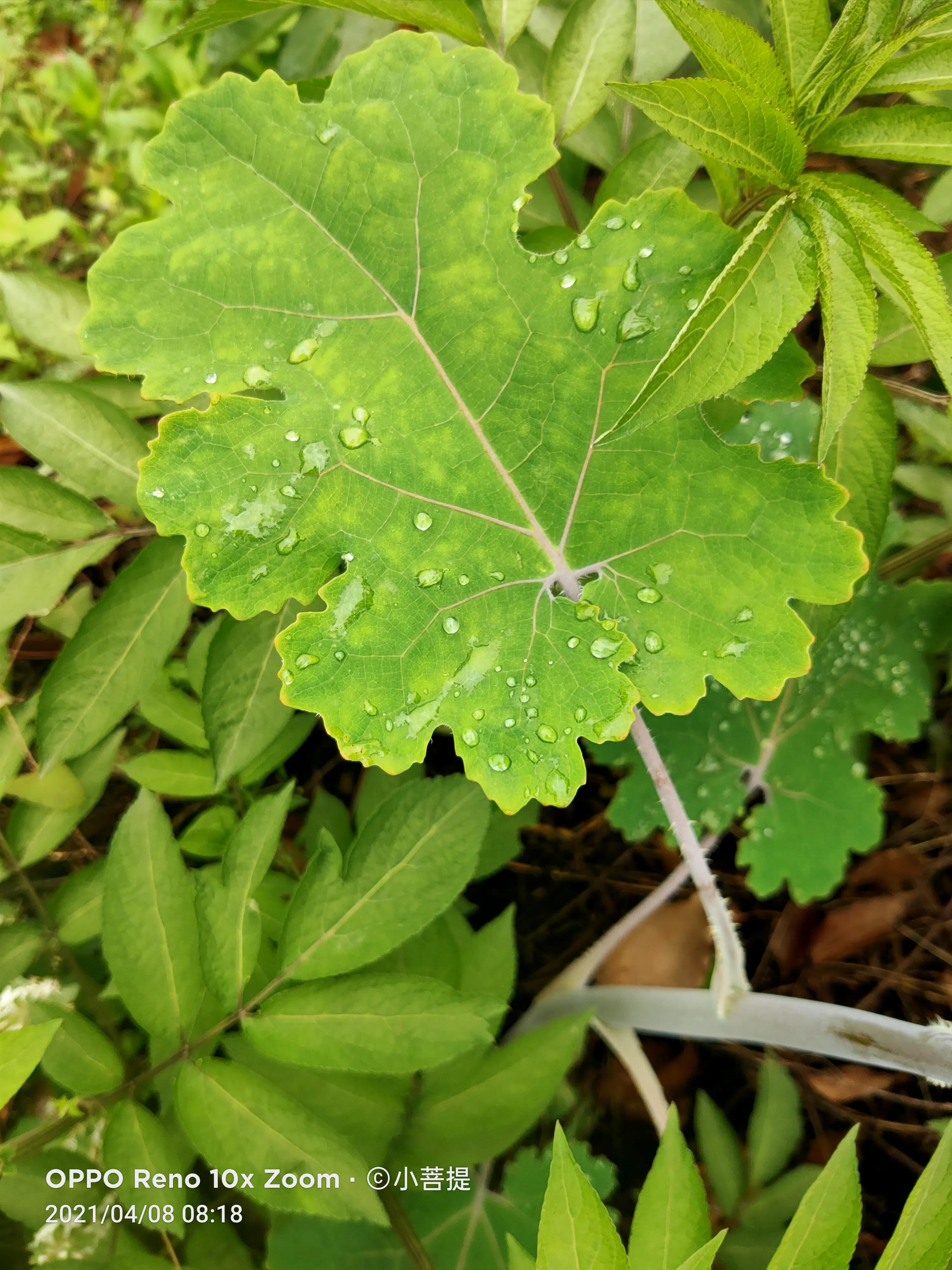 这种在草本里显得特别高大美丽的植物是罂栗的亲戚