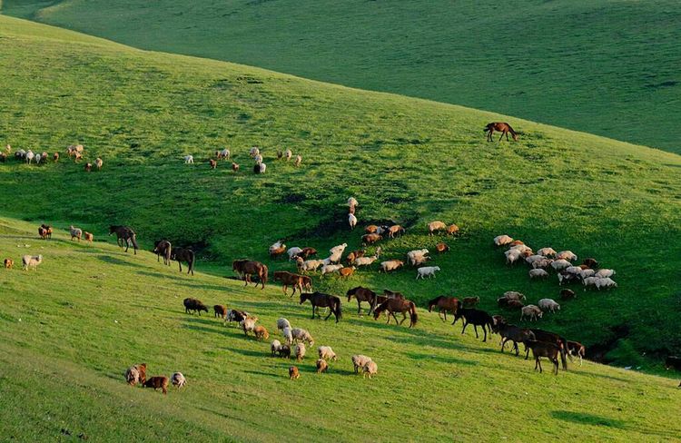 *疆新**是个好地方作者：刘尊鑫