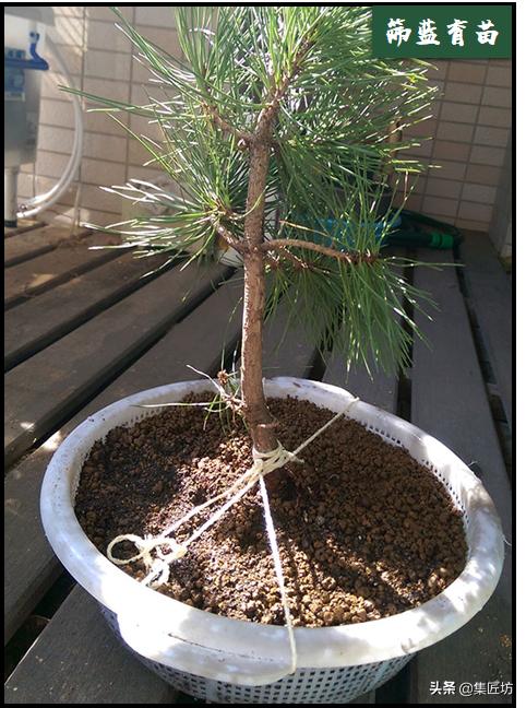 幼苗不好养？盆器很关键！以松类盆景为例，浅谈盆景幼苗养护技巧