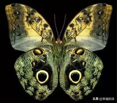 6月到了，送你6花6蝶6鸟6景6曲6诗，这月顺顺利利。