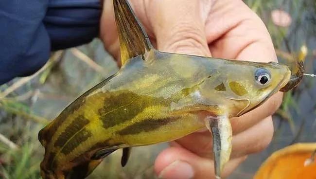 黄颡鱼不同原因的腹水症状,黄颡鱼肥水困难的原因