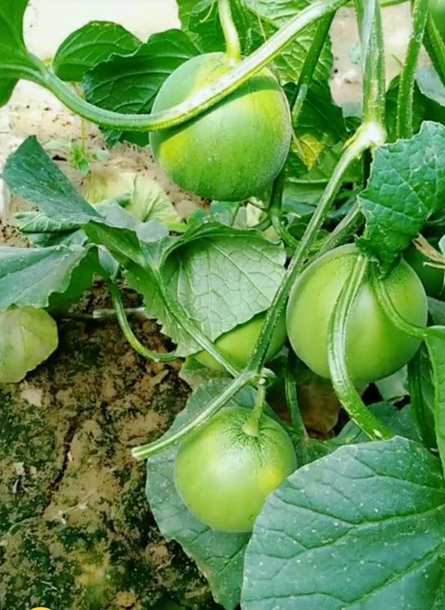 绿宝甜瓜授粉后幼瓜裂瓜怎么解决,绿宝瓜裂瓜怎么办