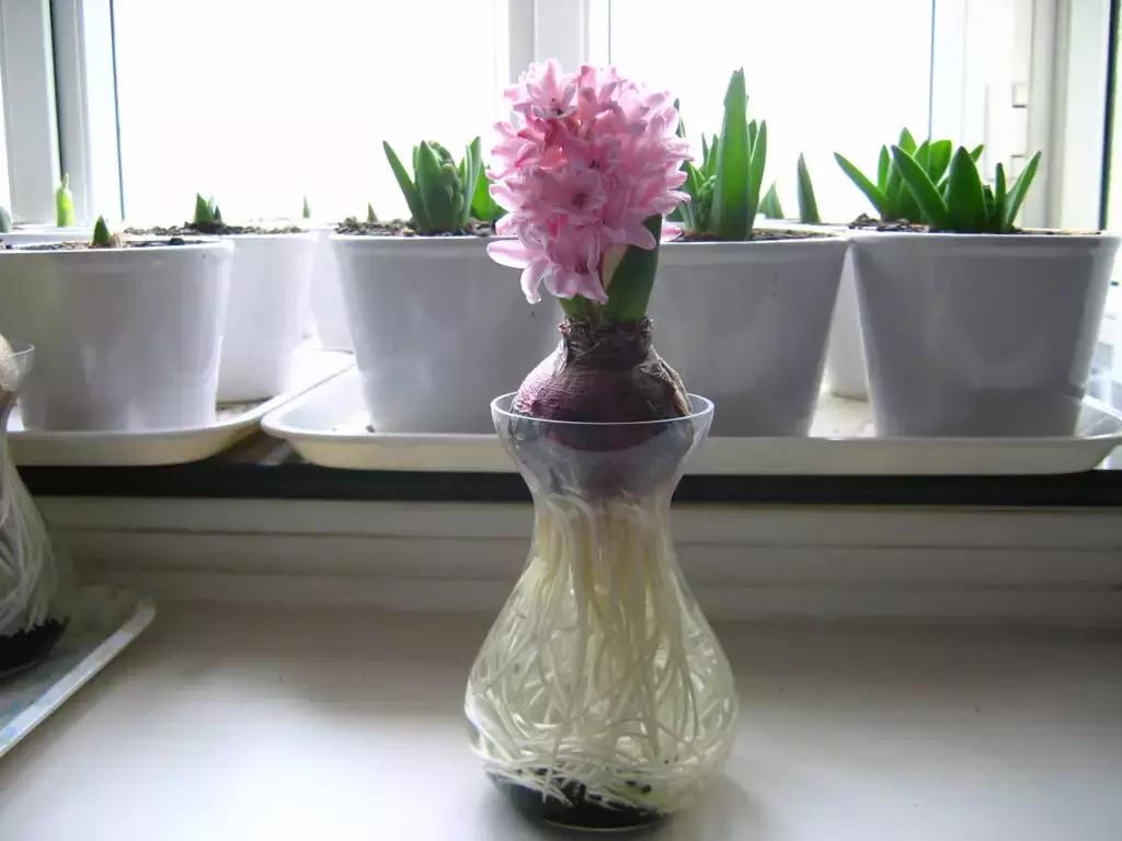 风信子开完花后一直在土里可以吗,开过花的风信子种球怎样处理