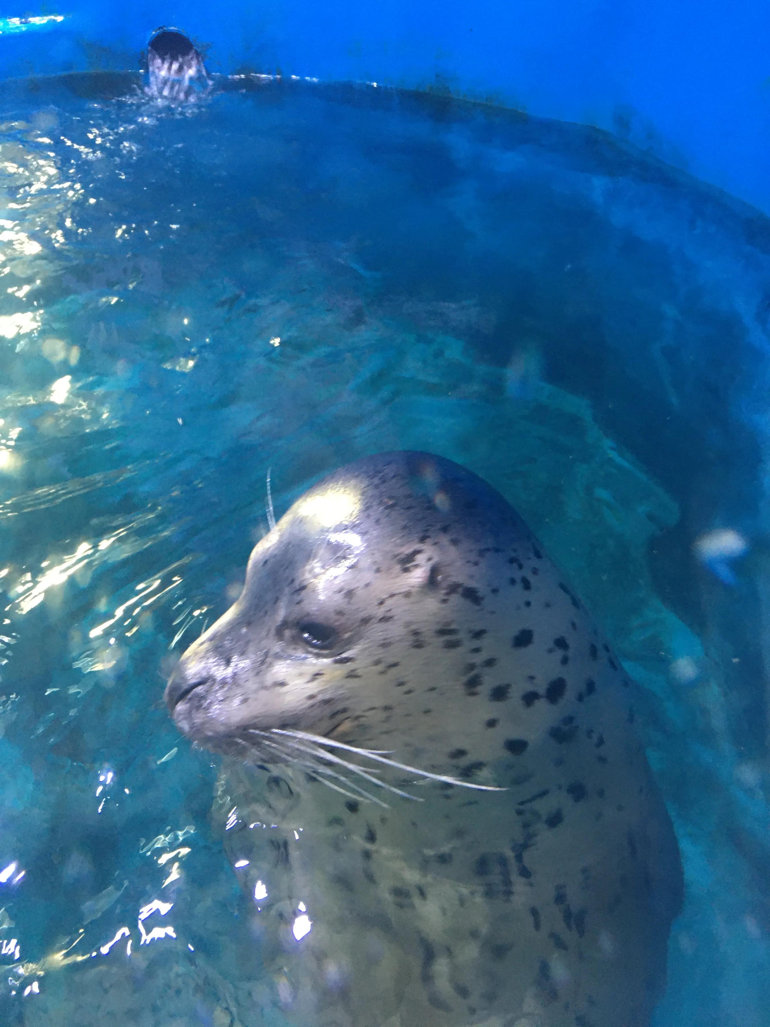 红瓦绿树碧海蓝天免费观看,青岛红瓦绿树碧海蓝天