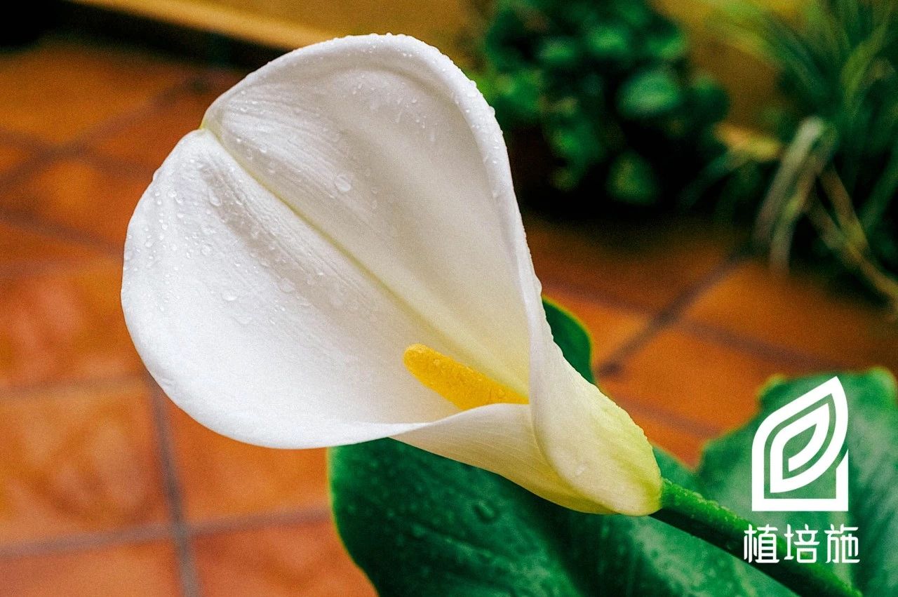 马蹄莲种球种植方法黑紫色,马蹄莲种球种植最佳季节