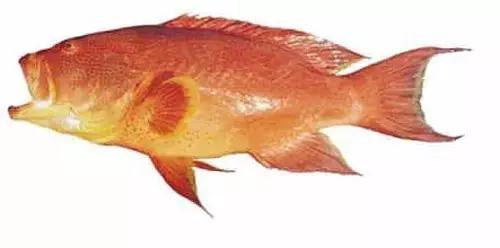 十种受欢迎的海鲜鱼类,最名贵的海鲜鱼类