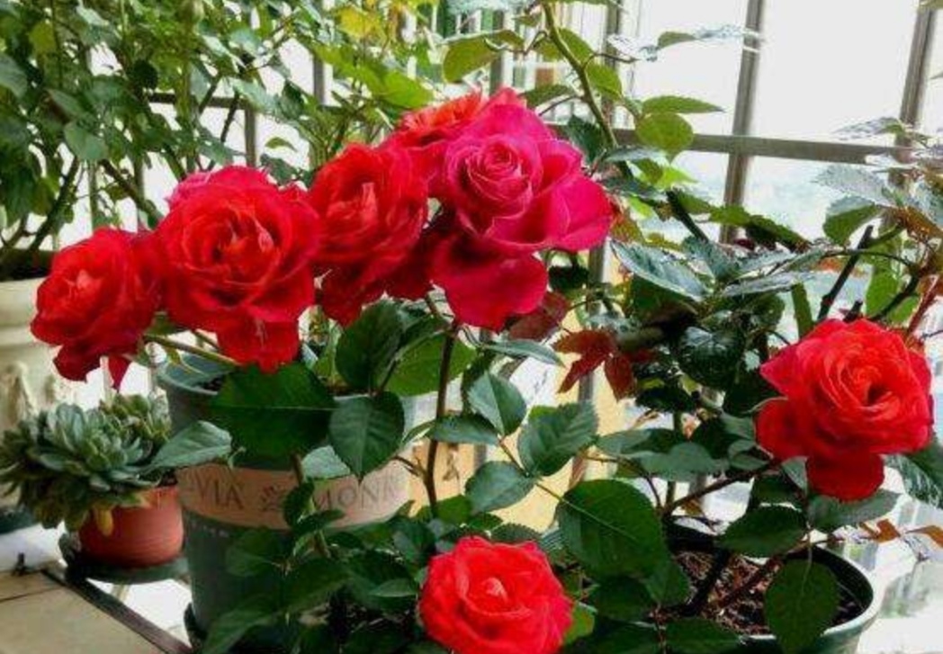 家里花卉小虫子怎么消灭,家里种的花小虫子怎么除