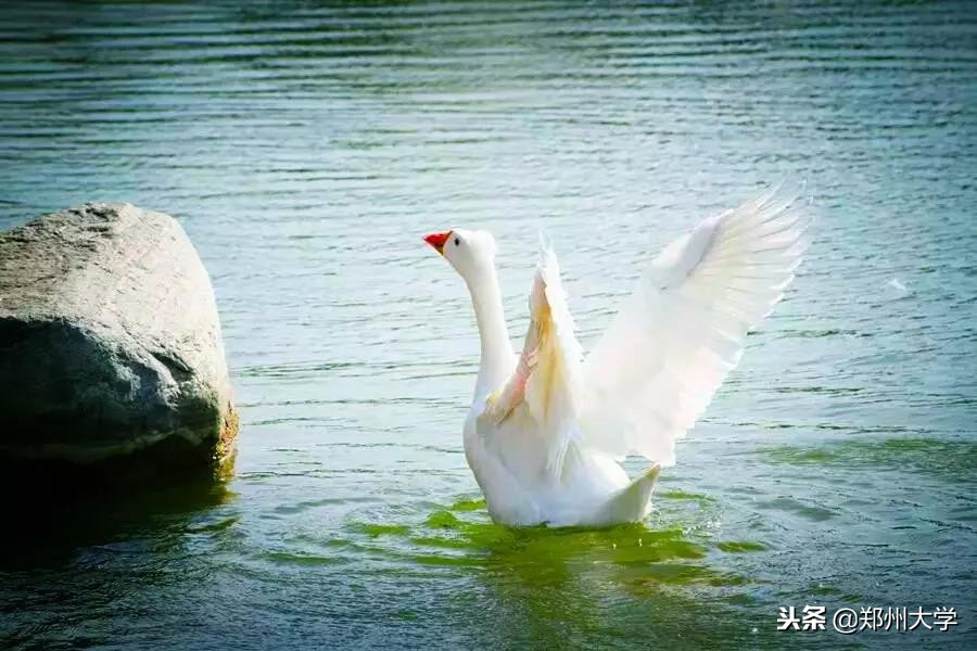 郑大算不算211,郑大有多大视频